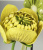 Модель цветка Authentic Models, Ranunculacea семейство лютиковых
