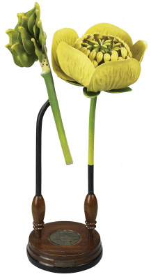 Модель цветка Authentic Models, Ranunculacea семейство лютиковых